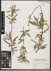 Foto von Salix alba L.